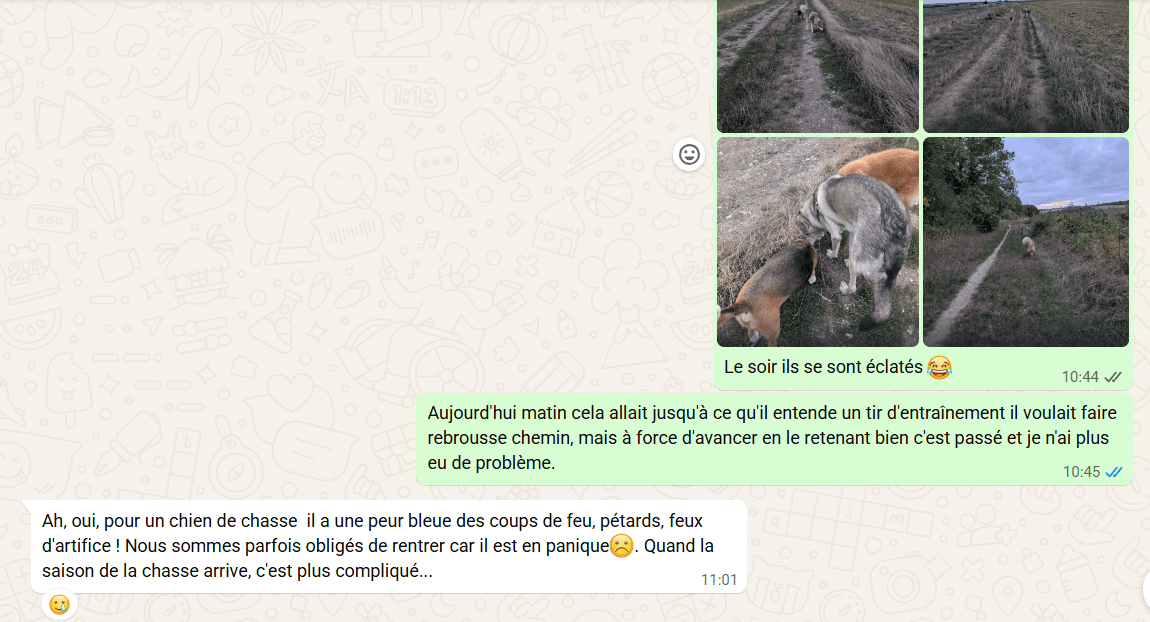 beagle peur petard