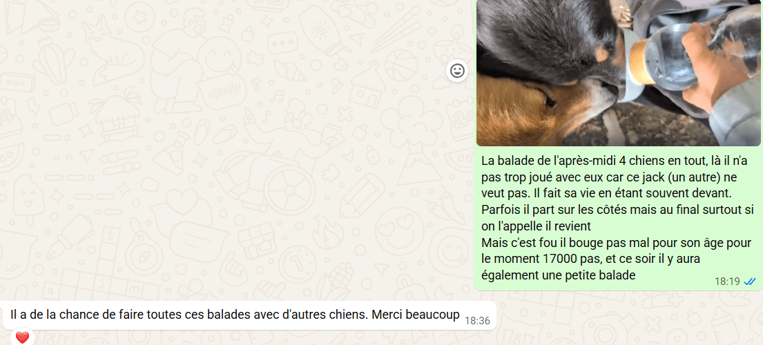 beagle rencontre congeneres