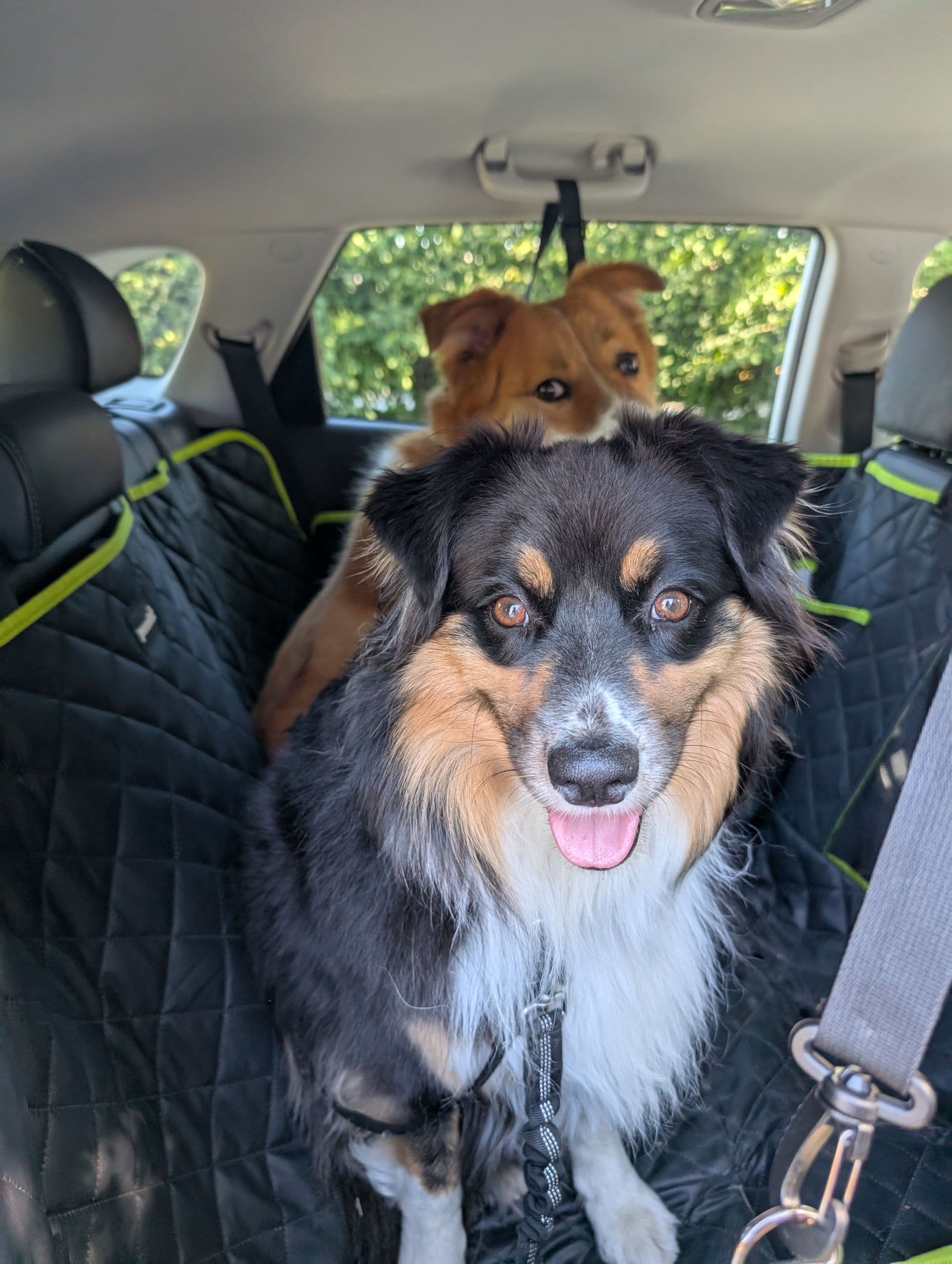 chiens en voiture
