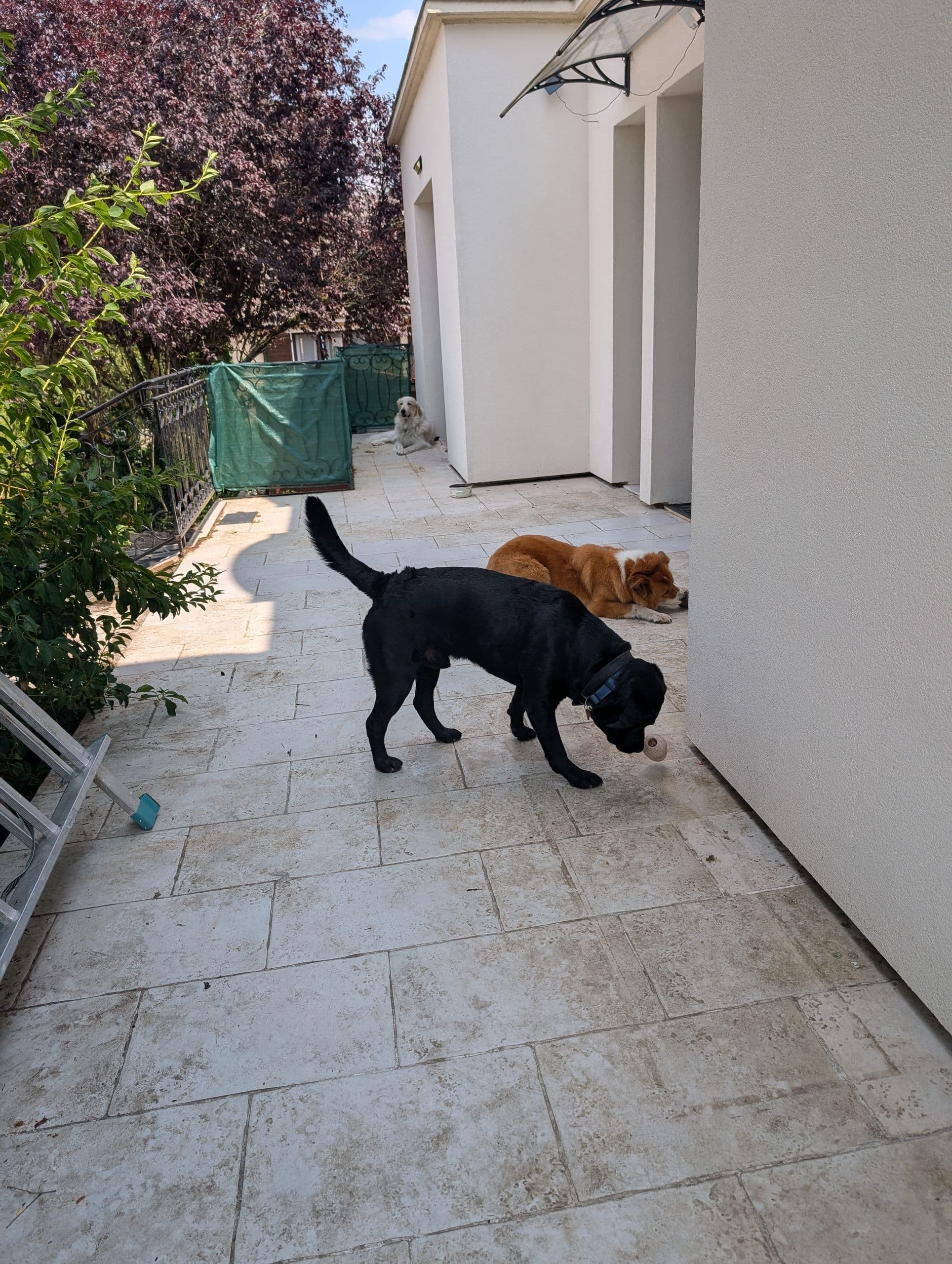 detente jardin grands chiens