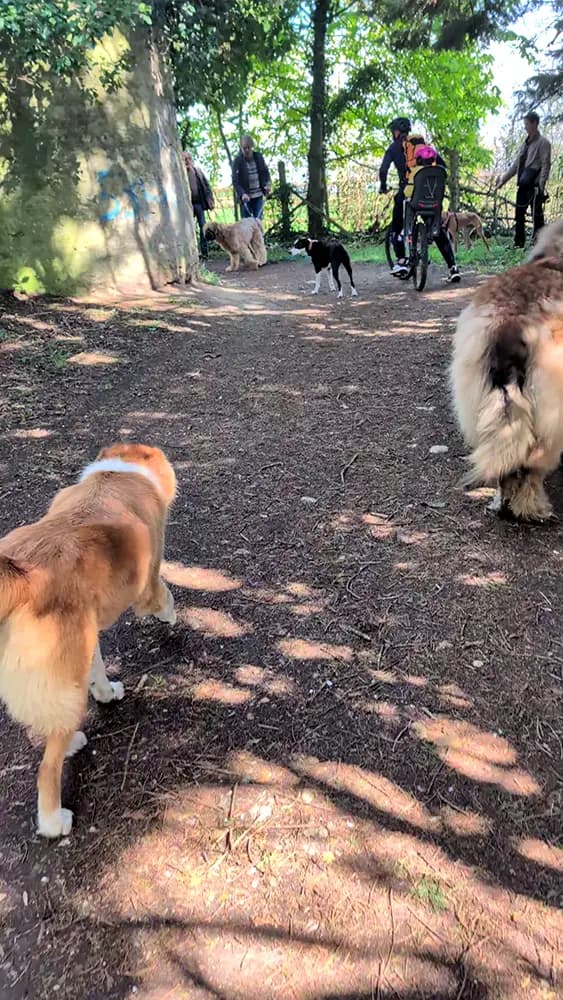 educateur canin croisements velo humains chiens