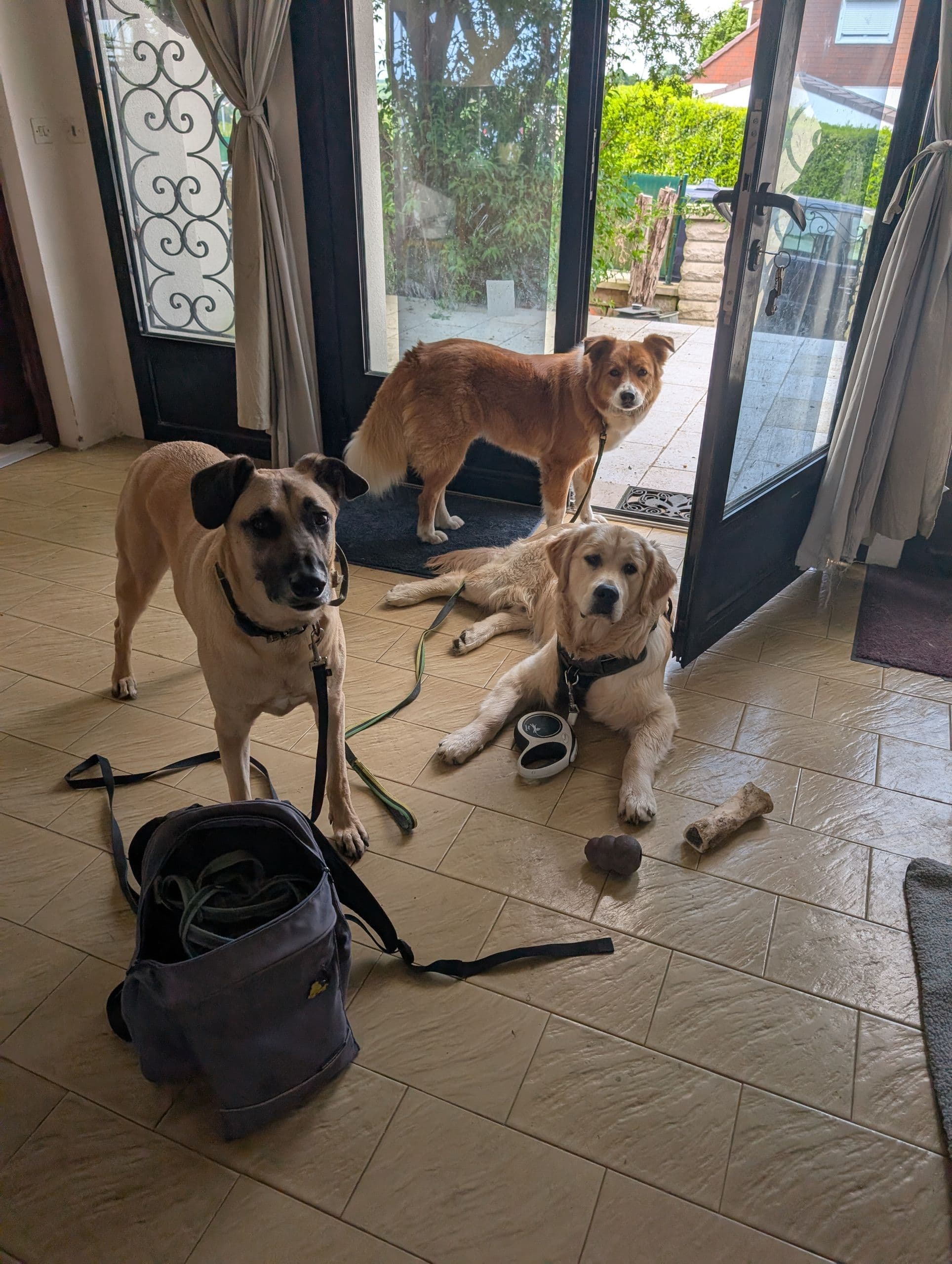 grands chiens balade