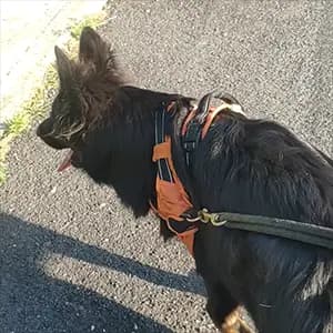 berger allemand excite vue autre chien