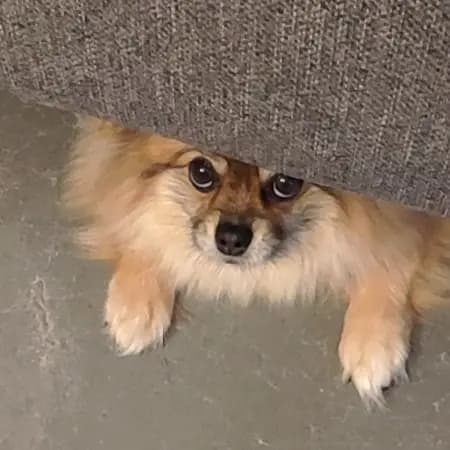 chien craintif