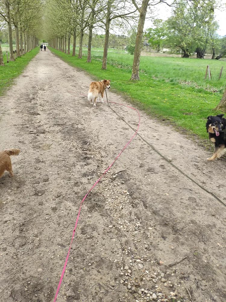 Comportementaliste canin encadrant une balade éducative au Parc du Château à Plaisir