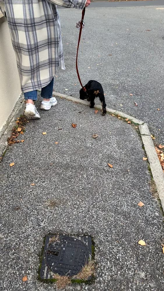 educateur canin plaisir chiot trottoir cocker