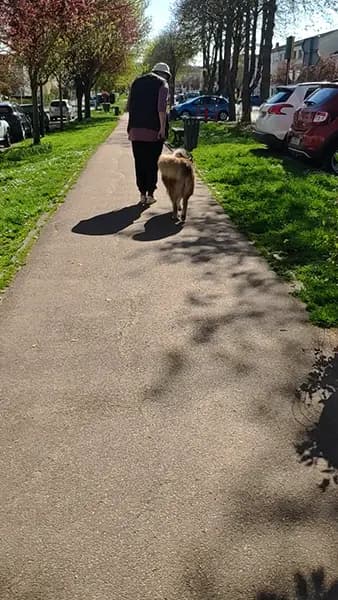 educateur canin villepreux avenue mail berger australien