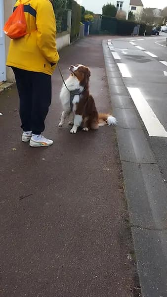 educateur canin villepreux berger australien 1