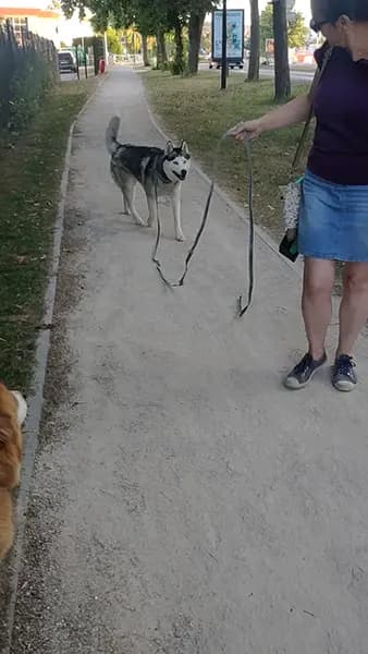 educateur canin villepreux caserne pompiers suivi naturel husky syberie