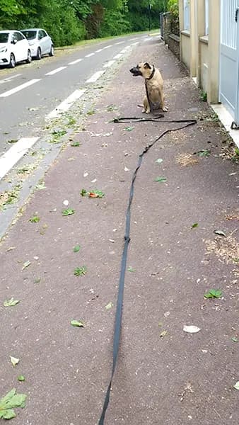 educateur canin villepreux chemin rambouillet assis pas bouger malinois