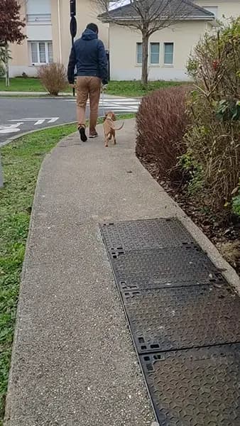 educateur canin villepreux hauts du moulins marche en laisse basset fauve bretagne