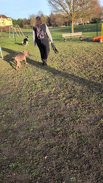 educateur canin villepreux parc canin border collie bully 1