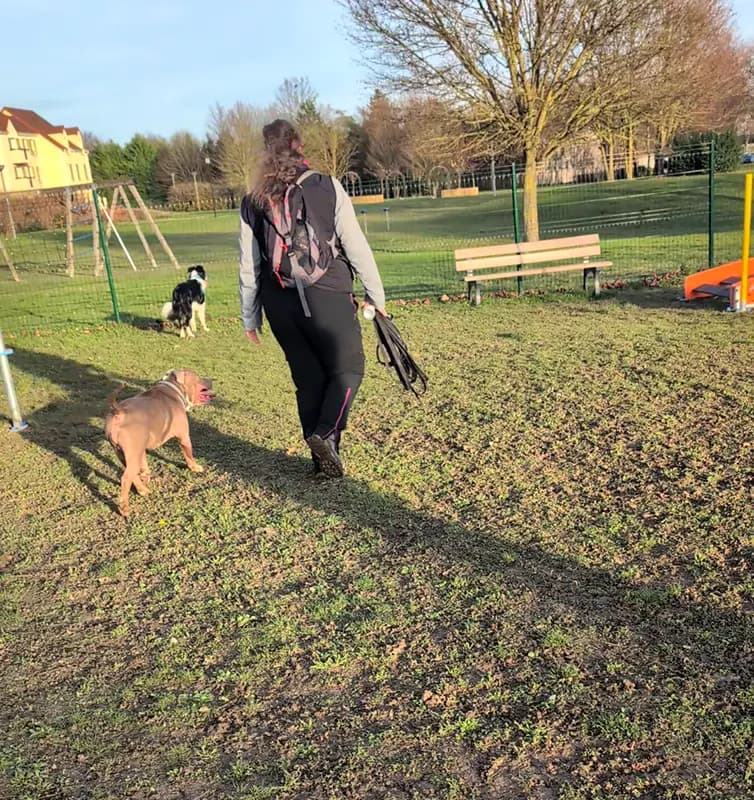 educateur canin villepreux parc canin border collie bully