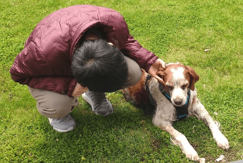 epagneul breton chien senior aveugle